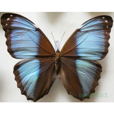 Morpho patroclus Felder, 1861 Peru 115mm27